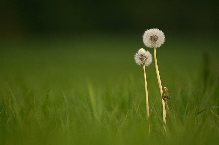 Фотографія Макро / Andrew Yaroshovich / photographers.ua