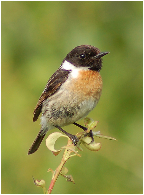 Фотографія Черноголовый Чекан ( Stonechat ) / Юрий Коновал / photographers.ua