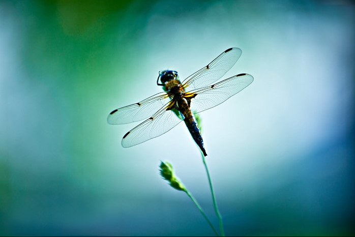 Фотографія dragonfly / Tany Kaganskaya / photographers.ua