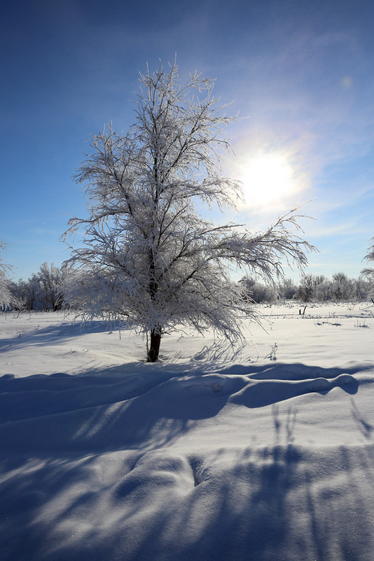 Фотографія Мороз и солнце, день чудесный..... / Murat Kuzhakhmetov / photographers.ua