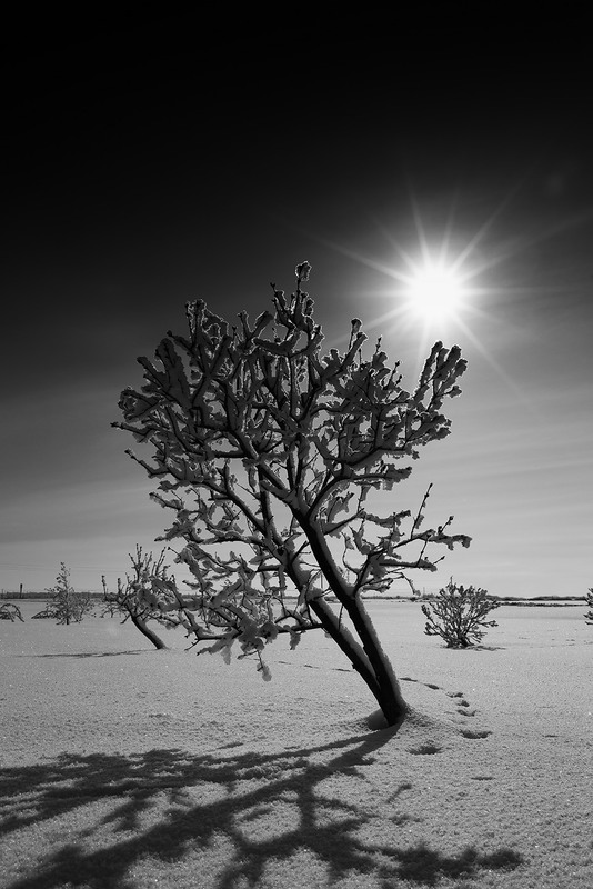 Фотографія Далеко до весны / Murat Kuzhakhmetov / photographers.ua