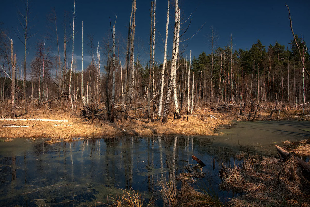 Фотографія KiKimorland.... / Normund Kolberg / photographers.ua