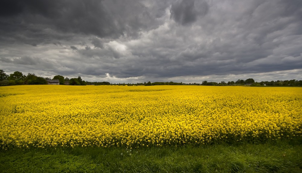 Фотографія жовто-зеленої атмосфери / Normund Kolberg / photographers.ua