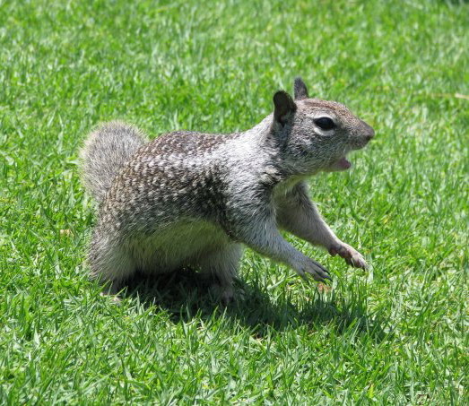 Фотографія Отдай орешек! / Brenda / photographers.ua