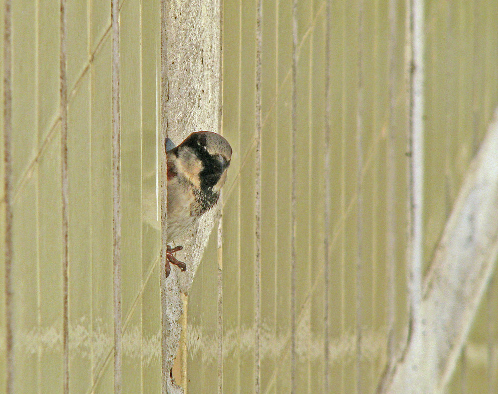 Фотографія V / Роман Кириченко / photographers.ua