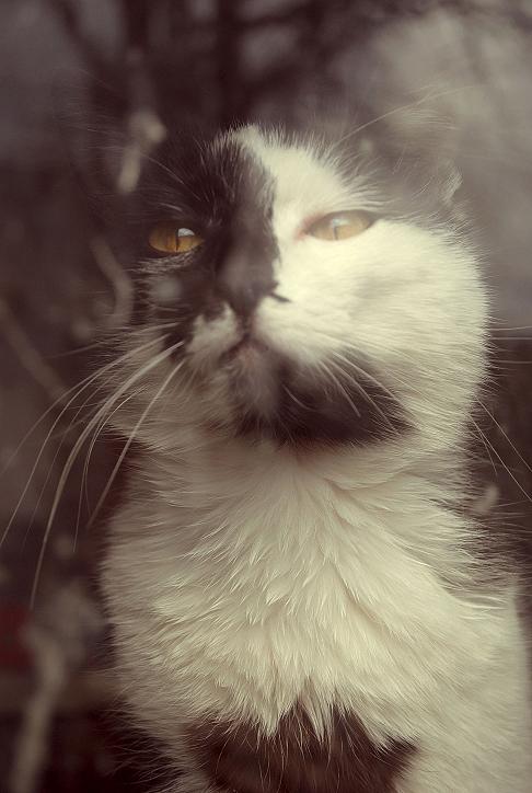 Фотографія кот за окном / Vika Koshevaya / photographers.ua
