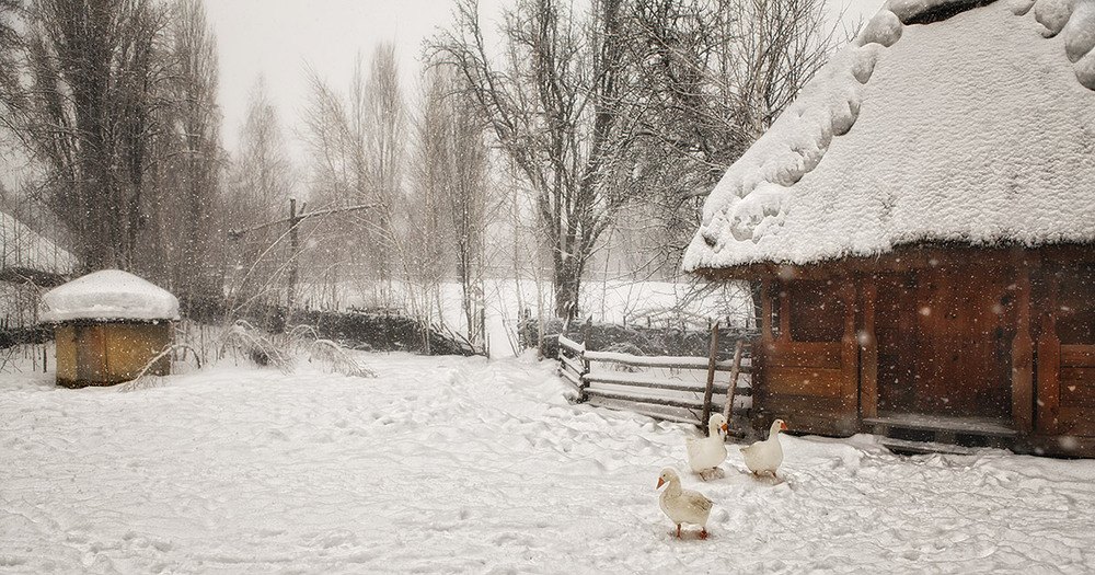 Фотографія Гуси все белее снега / Tina Grach / photographers.ua
