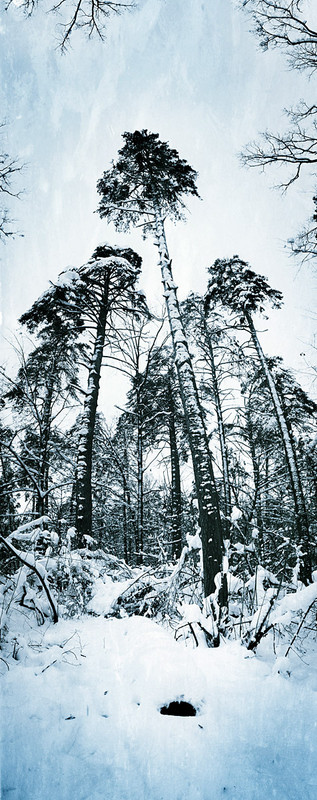 Фотографія Лесная вертикаль и в ней берлога? / Vitaliy Kopylov / photographers.ua