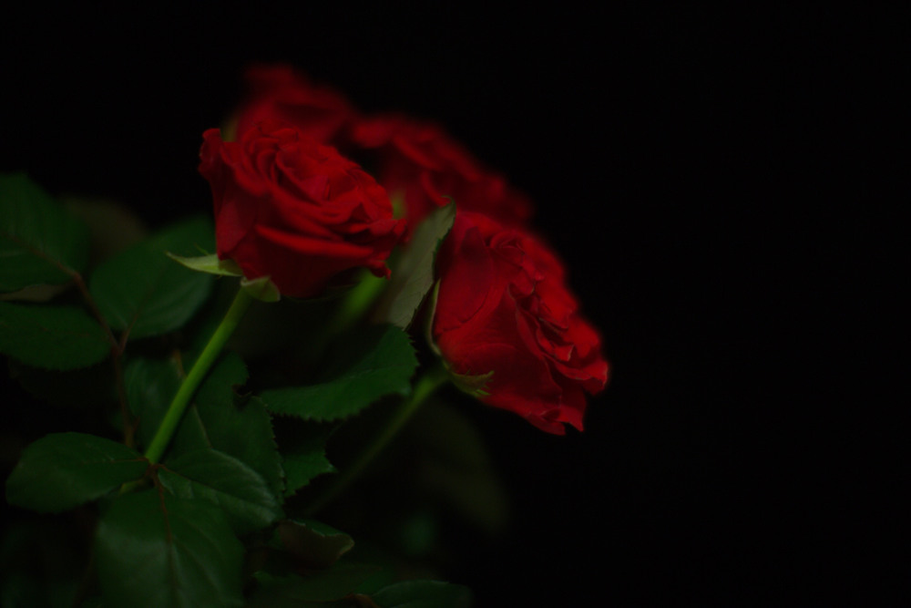 Фотографія Два кольори мої....червоне - то любов, а чорне - то журба... / liv / photographers.ua