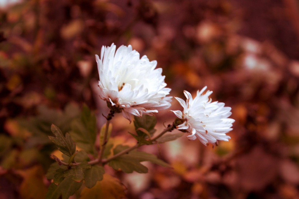 Фотографія Осенние цветы / liv / photographers.ua