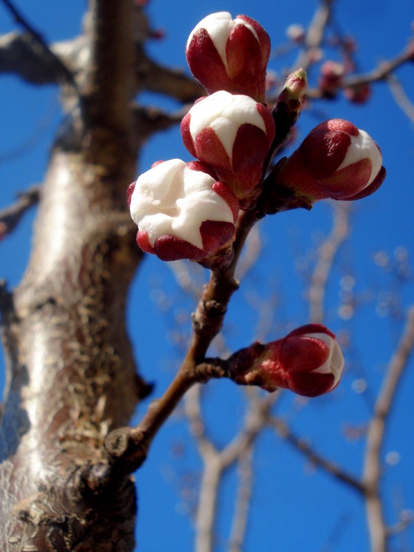 Фотографія Макро / DaSha OO / photographers.ua