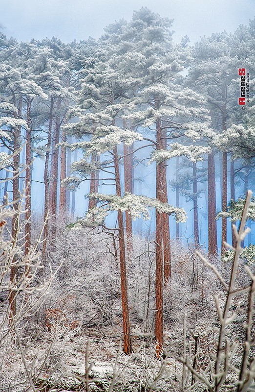 Фотографія Морозный день в лесу / Сергей Радин / photographers.ua