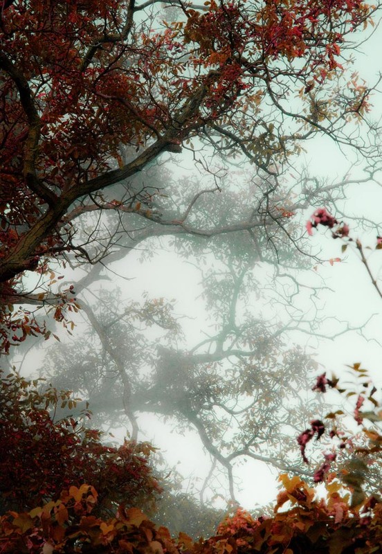Фотографія Деревья в тумане / Анатолий Черкас / photographers.ua