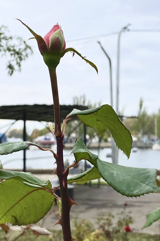 Фотографія Троянда і ліхтар танцюють / Наталья Козлова / photographers.ua