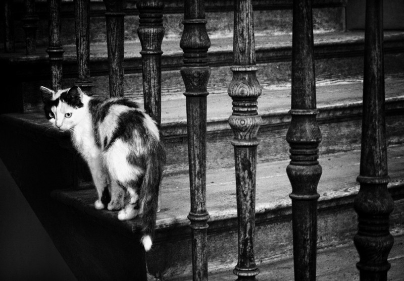 Фотографія старый дом и его кошки / Лилия Расновская / photographers.ua
