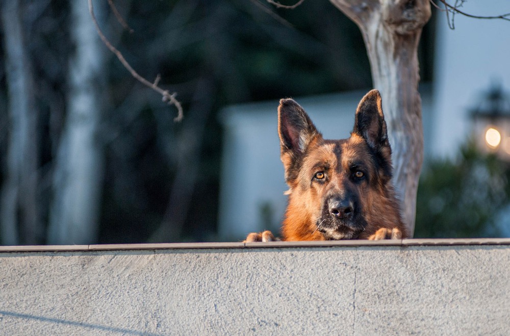 Фотографія как там пишут: осторожно злая собака! / Иван Лакомов / photographers.ua