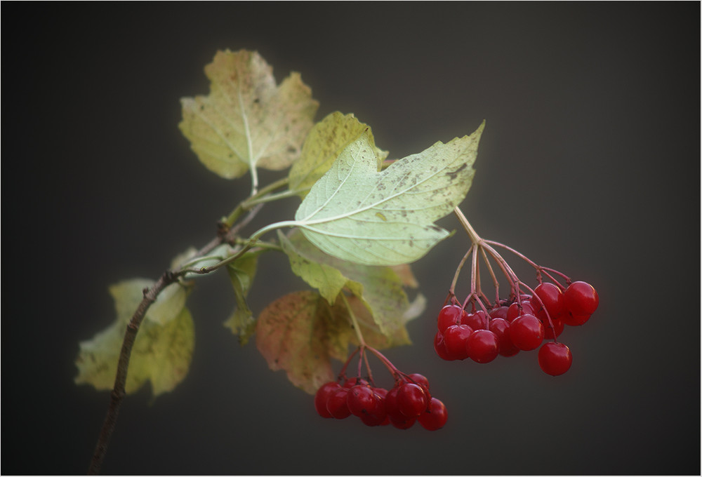 Фотографія Разное / VVM / photographers.ua