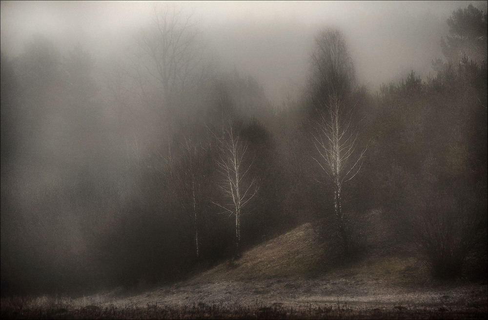 Фотографія берёзовый туман / VVM / photographers.ua