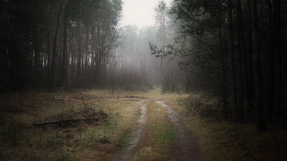 Фотографія за пролісками / VVM / photographers.ua