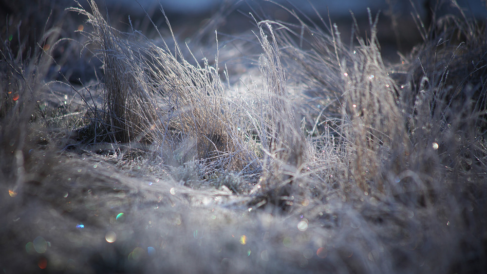 Фотографія березневі скарби / VVM / photographers.ua