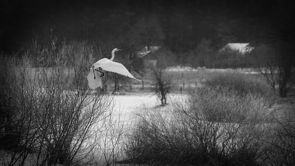 Фотографія білий птах з чорною ознакою / VVM / photographers.ua