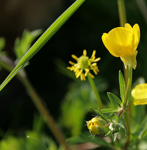 Фотографія Макро / ...Kvitka ... / photographers.ua