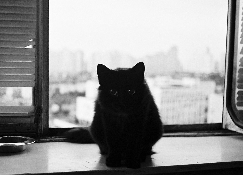 Фотографія black cat / Анна Каплун / photographers.ua