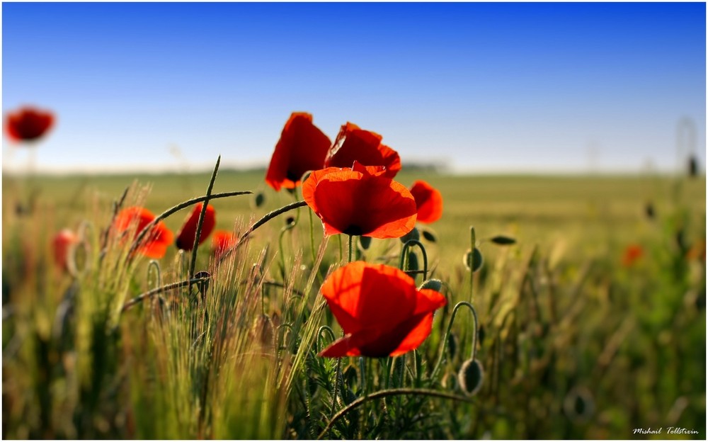 Фотографія Маки / Michail Tolstihin / photographers.ua