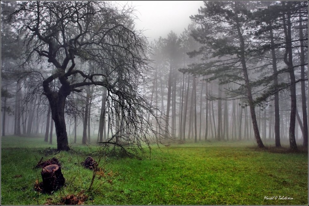 Фотографія Лес в тумане / Michail Tolstihin / photographers.ua