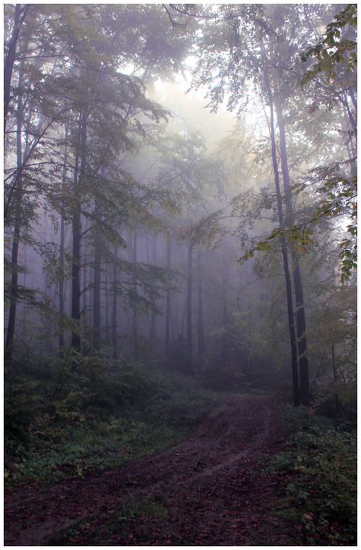 Фотографія Блукаючи лісовими стежками / Володимир Кордупель / photographers.ua