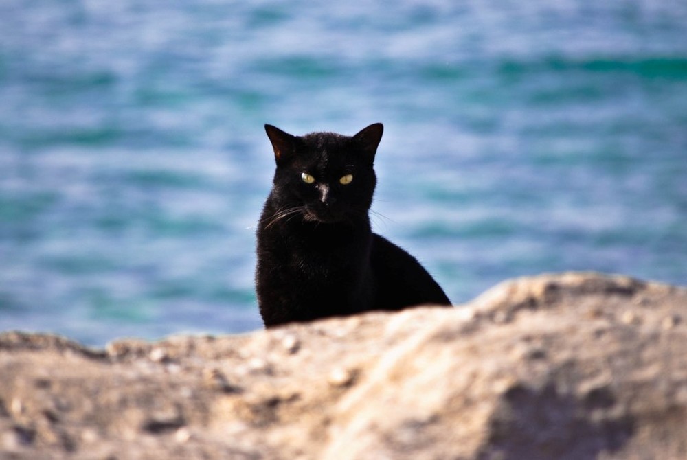 Фотографія Средиземноморский кот / Дима Прядка / photographers.ua