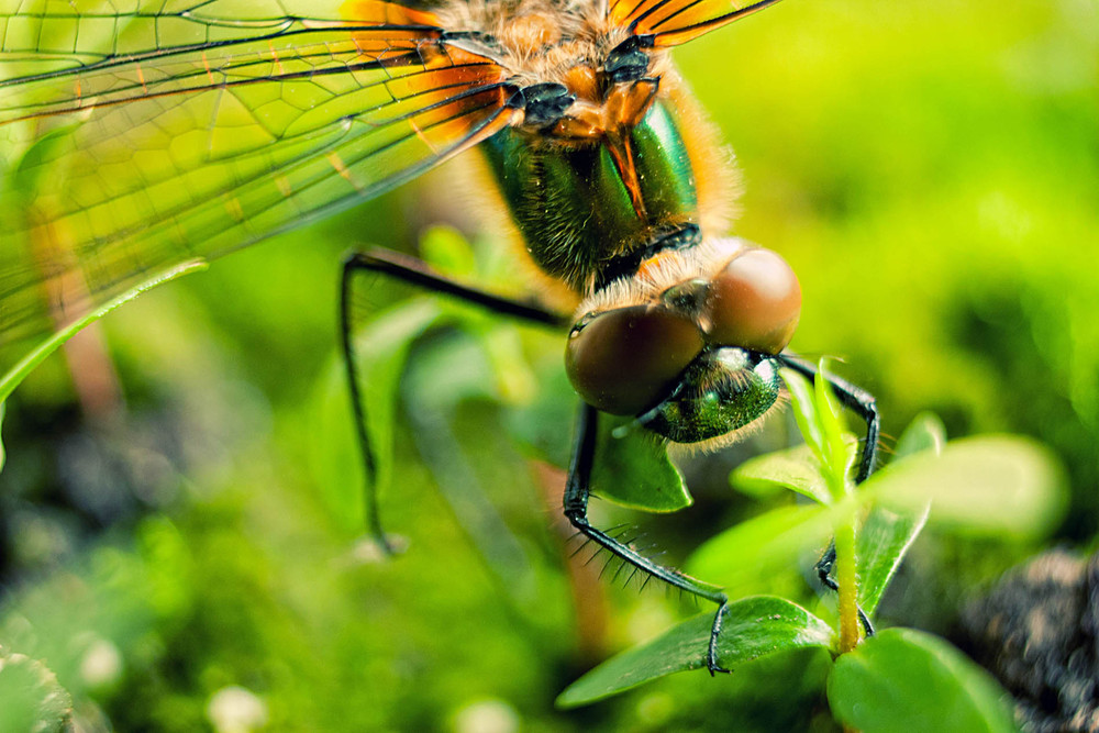 Фотографія приземлився / Юлія Терещук / photographers.ua