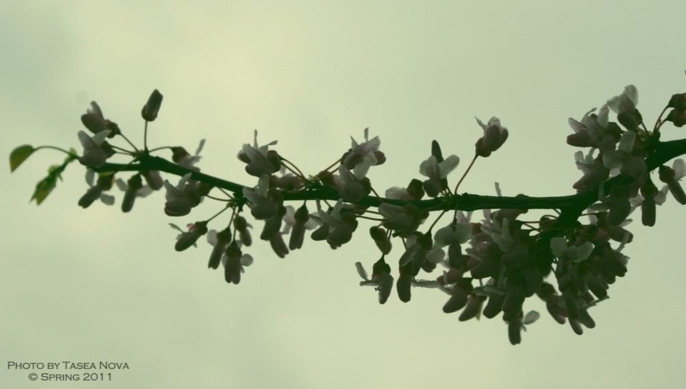 Фотографія Весна-распускаются цветы...! / Tasea Nova (Куманова Татьяна) / photographers.ua