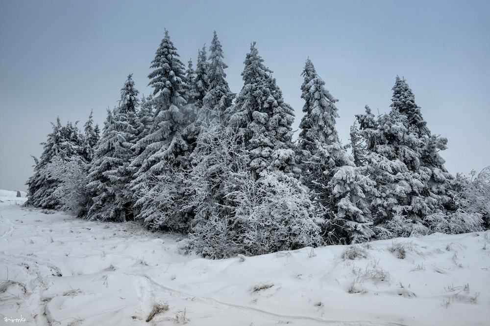 Фотографія Зима в Карпатах продолжается! / Сергей ТЕМИРЕНКО / photographers.ua