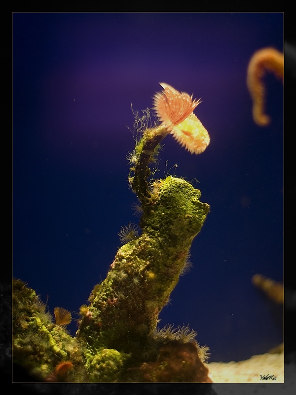 Фотографія Подводные цветы / valentyn kolesnyk / photographers.ua
