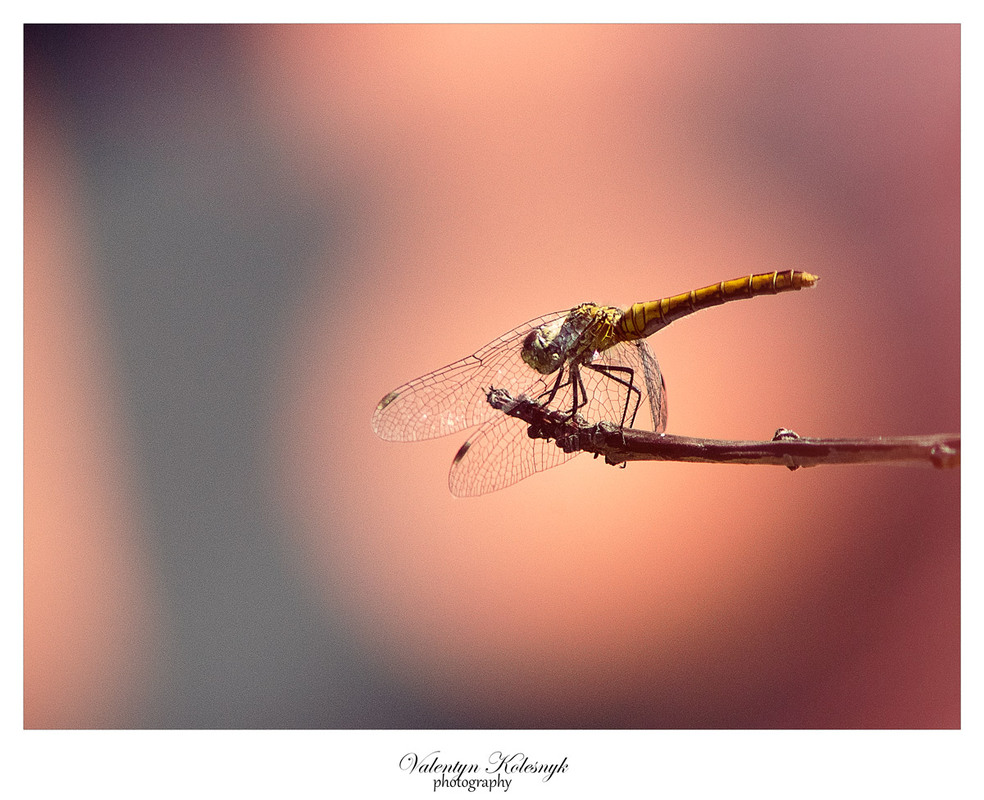 Фотографія *** / valentyn kolesnyk / photographers.ua