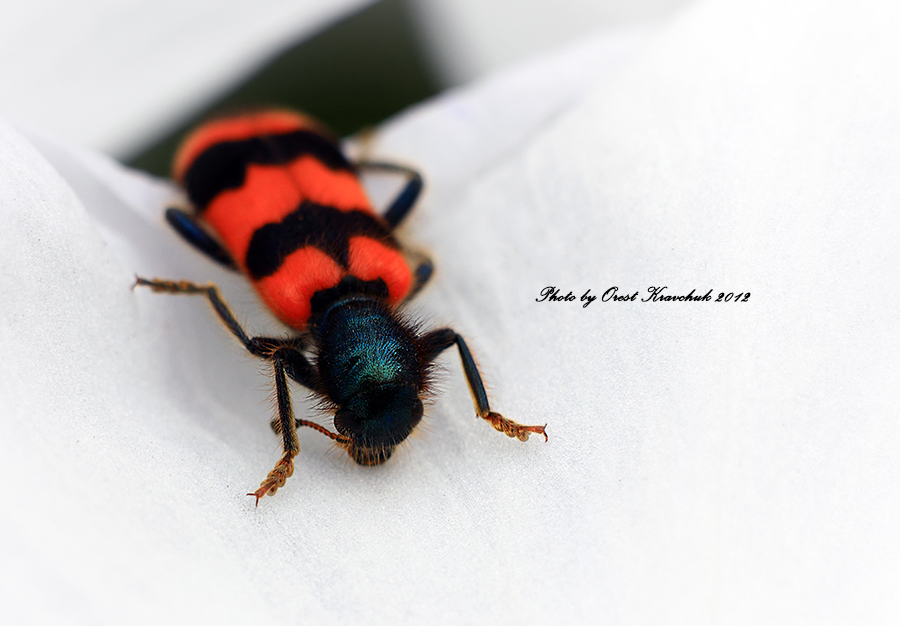 Фотографія Вусате-полосате / Орест Кравчук / photographers.ua