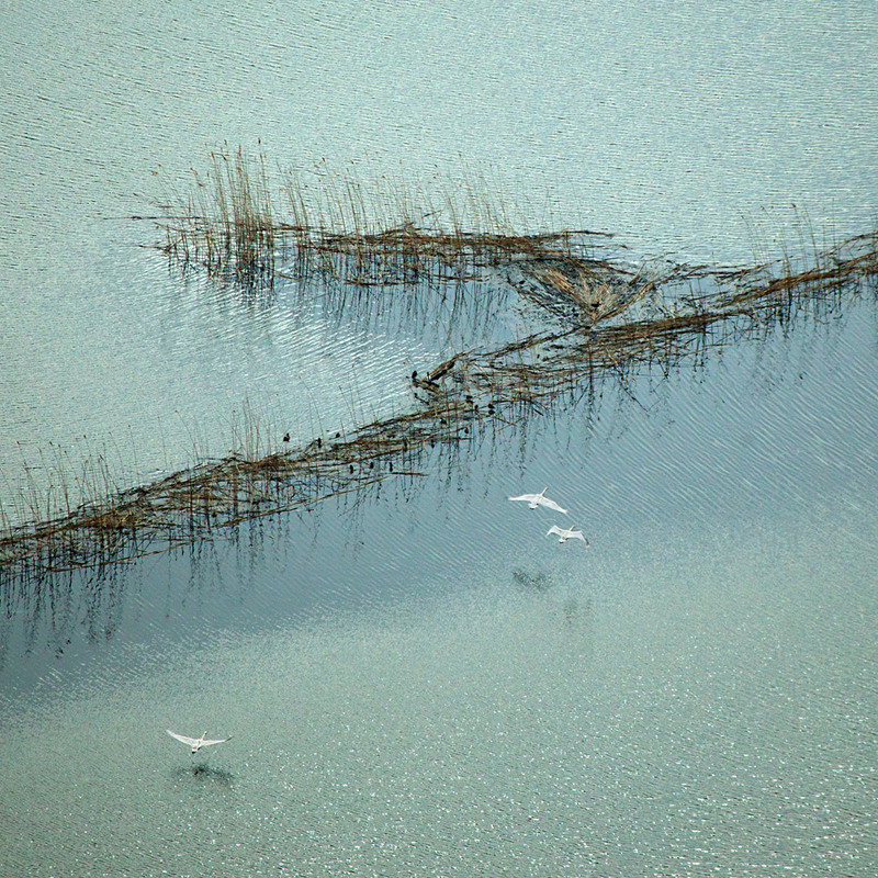 Фотографія Белые лебеди весны / Юрий Литвиненко / photographers.ua