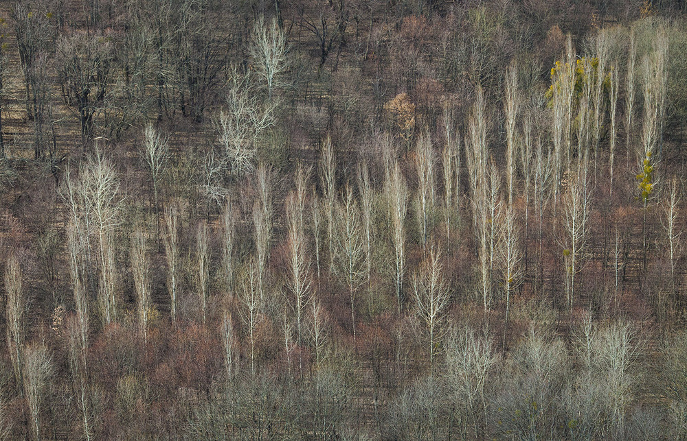 Фотографія Белые деревья / Юрий Литвиненко / photographers.ua