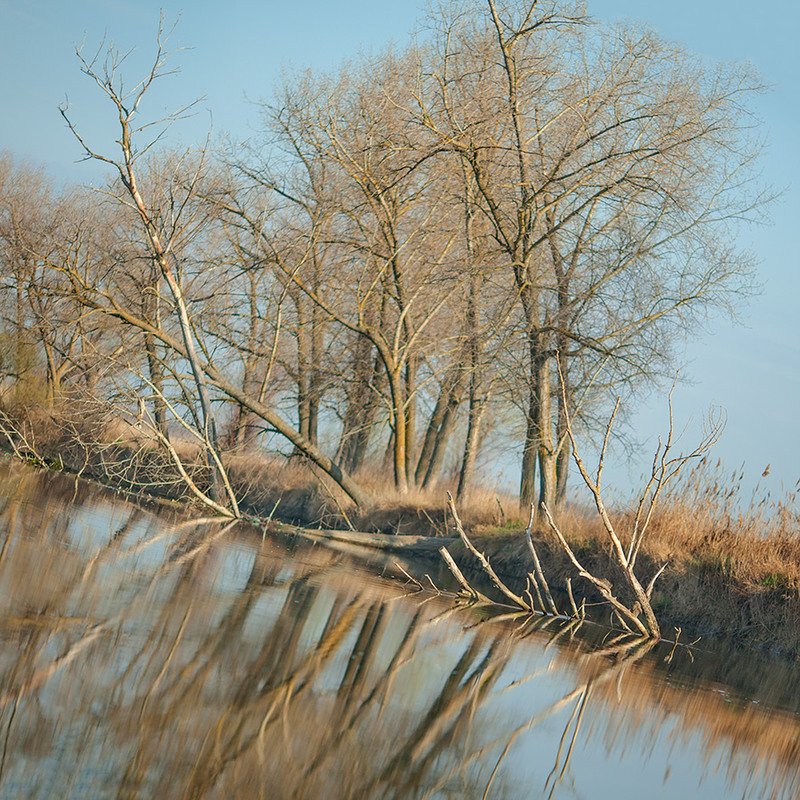 Фотографія Когда деревья были прямыми / Юрий Литвиненко / photographers.ua