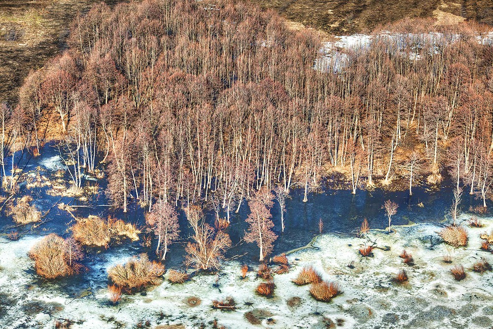Фотографія Спустились деревья к весенней воде / Юрий Литвиненко / photographers.ua