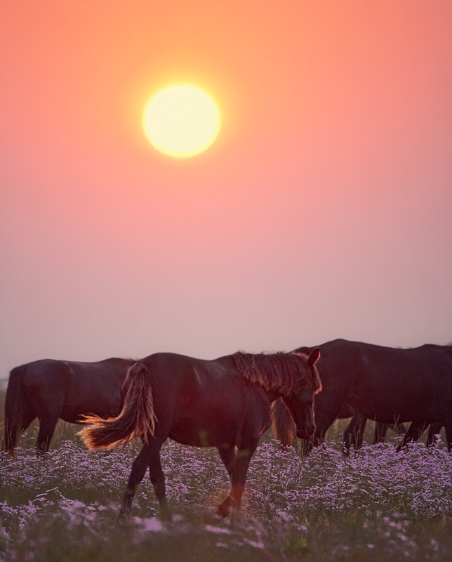 Фотографія Лучше гор могут быть только лошади... / Юрий Литвиненко / photographers.ua