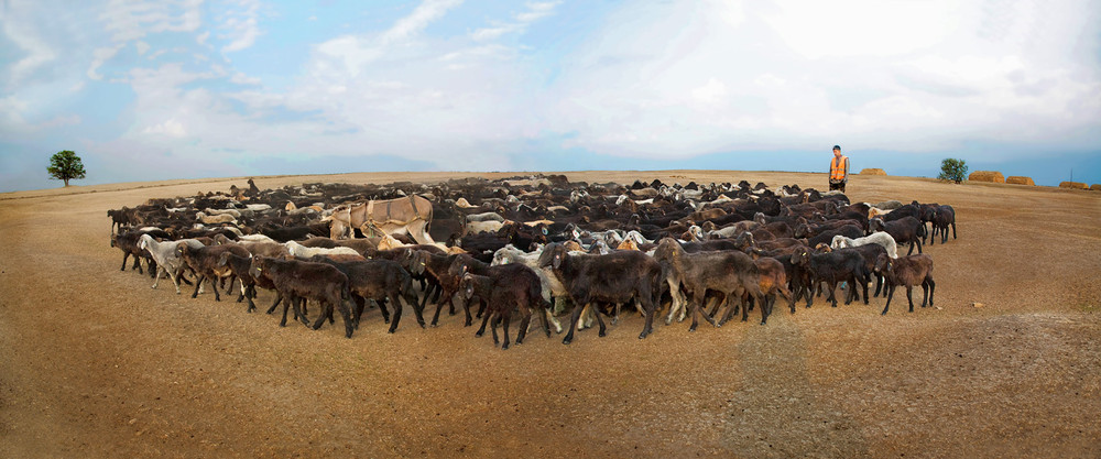 Фотографія И помаранчевый пастух... / Юрий Литвиненко / photographers.ua