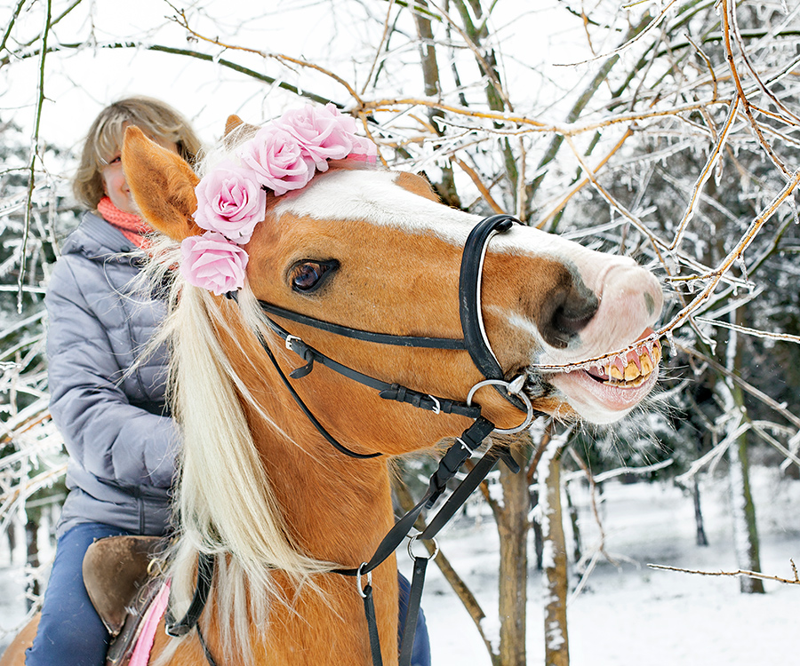 Фотографія Улыбка зимы / Юрий Литвиненко / photographers.ua