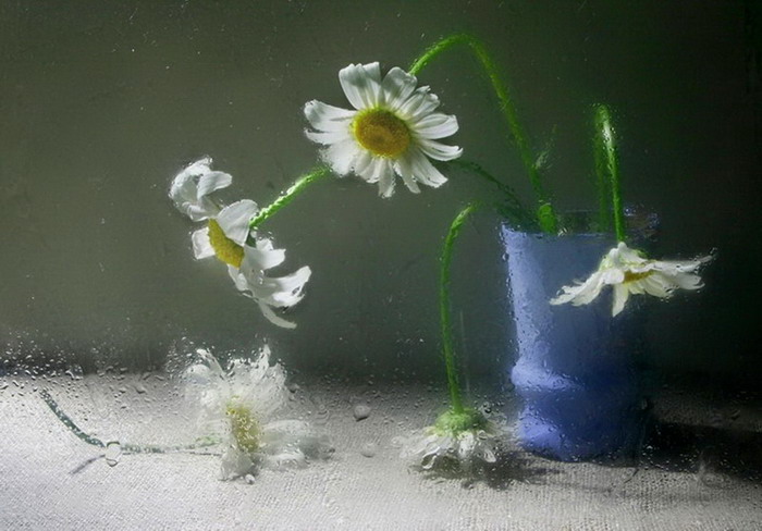 Фотографія tragedy behind the glass / Elis Sidenko / photographers.ua