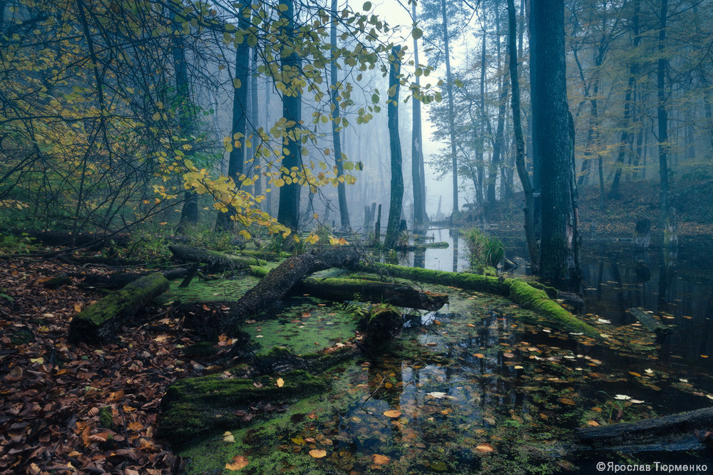 Фотографія *** / Ярослав Тюрменко / photographers.ua