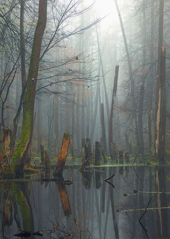Фотографія Дремучий лес 2 / Ярослав Тюрменко / photographers.ua