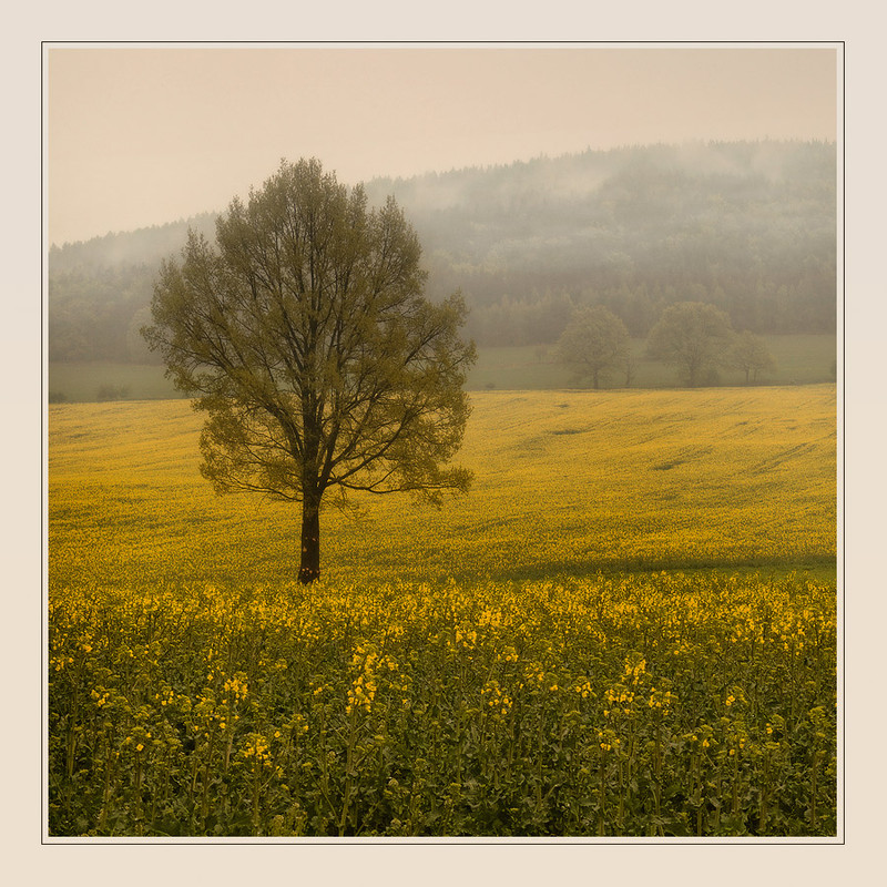 Фотографія про одинокое  дерево в желтом поле / Oleg Dmitriev / photographers.ua