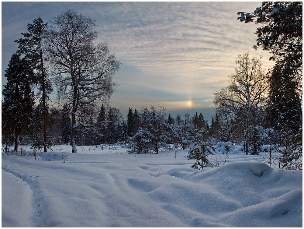 Фотографія утро в зимнем лесу / Oleg Dmitriev / photographers.ua