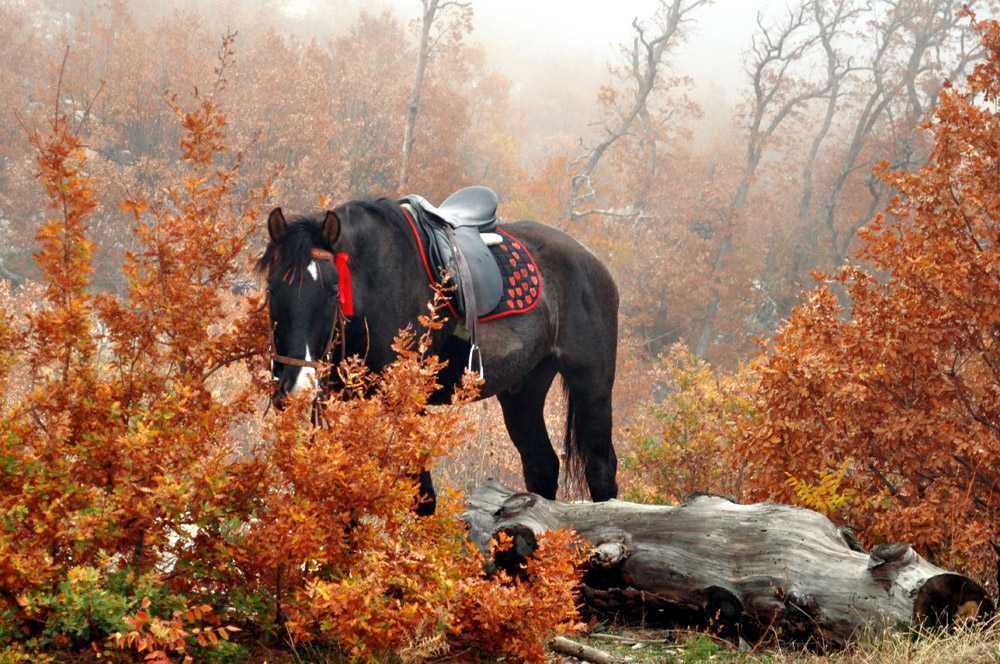 Фотографія конь мой дорогой / Anka / photographers.ua